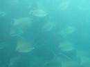 Mantas en Cabo Pulmo