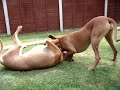2 Rhodesian Ridgebacks playing in garden