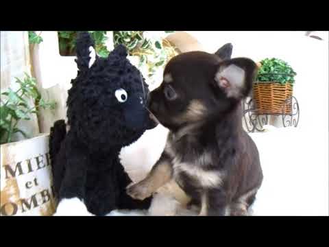 YouTube Preview Image