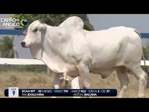 1 DE OLHO NA FAZENDA CAPO DE ANGICO