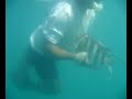 Tamaulipas - pesca submarina sargos