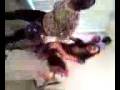 videos de Yasmeen vs. Suzie