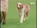 Deuce at Best in Show Westminster 2008