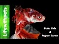 Betta Fish At Segrest Farms