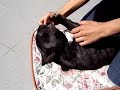 French Bulldog Clark Making Baby Noises