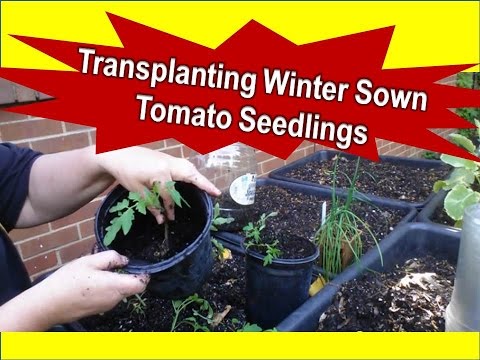 how to transplant flowers into pots