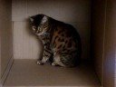My cat\