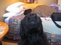 A Duet with Lulu