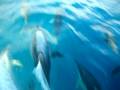 Dolphin Escort