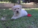 Jade a Beautiful Life - Che Che - Yellow Labrador