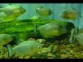 箱根水族館　2008