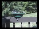 Finches hogging the birdbath
