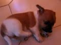 Pepito a 29 gg strapazzato da Gianluca
