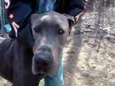 Marquette County Humane Society - Rex the Great Dane