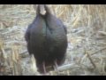 Turkey Hunting wiht Buckhorn Valley Outfitters