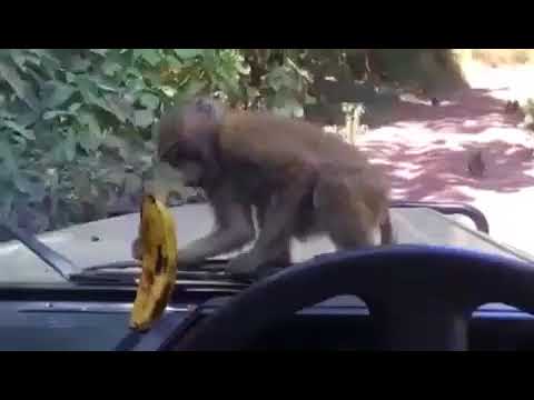 VID 20180417 WA0014