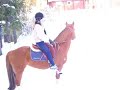 viikonloppu sannalla ft. hevoset