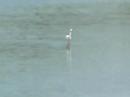 When Lapwings Attack