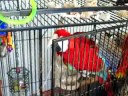 bird escape 2 bird escape 2