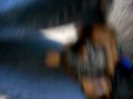 yorkie puppy 
