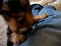 yorkie puppy 