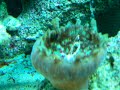 mushroom showing whats left of peppermint shrimp