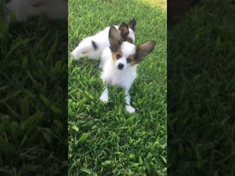 AKC Papillon white and sable male