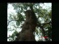 ACAPETAHUA