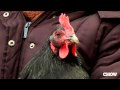When to Cook an Old Hen - CHOW.com