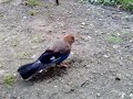 Baby Blue Jay eats beetle