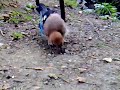Baby Blue Jay eats beetle