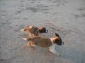 St. Bernard Puppies 08-07-07