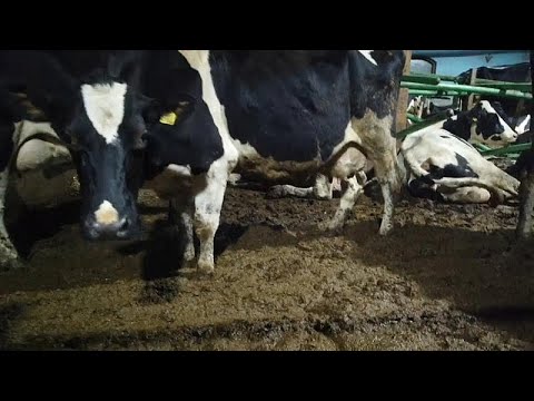 Tierqulerei: Schwedens Milchtrinkern vergeht der App ...