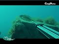 c�t&p�che.fr - vid�o d'un tir en chasse sous marine sur un quatrupl� de roug�