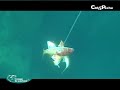 c�t&p�che.fr - vid�o d'un tir en chasse sous marine sur un quatrupl� de roug�