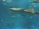 沖縄 美ら海水族館(ちゅらうみ) 体長10Mのジンベエザメ マンタ