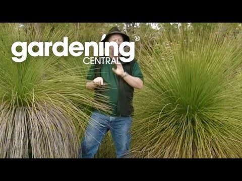 how to transplant a grass tree