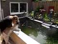 Akita Inu video