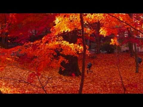 「[京都]秋が深まった美しい京都の紅葉を撮影したフォトムービー。」のイメージ