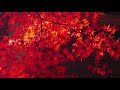 [京都]秋が深まった美しい京都の紅葉を撮影したフォトムービー。のサムネイル2