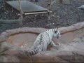 Baby White Tigers Just Want to Have Fun (2004)