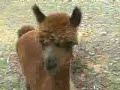 Visit An Alpaca Ranch!