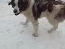 Fox Terrier vs. Ciobanesc Romanesc de Bucovina