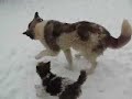 Fox Terrier vs. Ciobanesc Romanesc de Bucovina Fox Terrier vs. Ciobanesc Romanesc de Bucovina