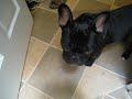 my 7 month year old french bulldog