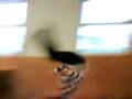 Thomas.3gp