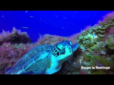 TORTUGA EN LA ISLA DE EL HIERRO