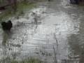 funny fat overweight dog getting his daily exercise