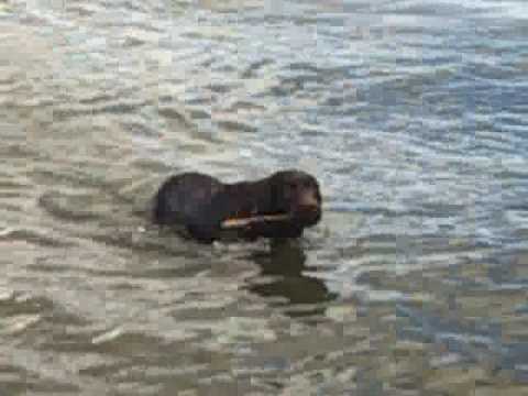 Jasper lab puppy swimming in the lake