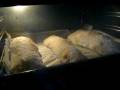 Ciabatta di Jason Molinari in cottura in forno